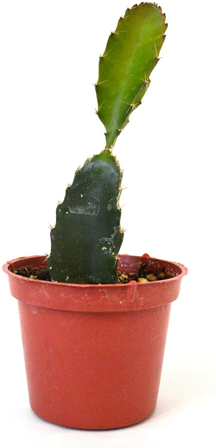 Dragon Fruit Live Plant in 4″ Pot White Pulp (Pitaya Hylocereus)