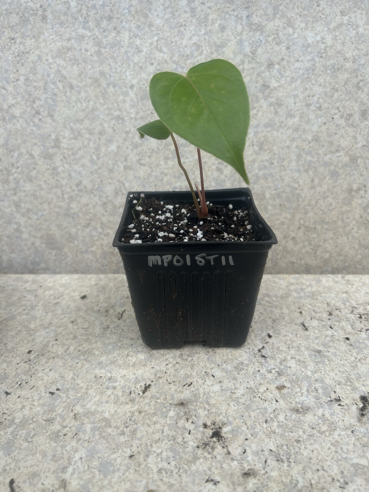 Anthurium Bright Red Tropical Potted Seedling Green Broadleaf Indoor Medium Sun