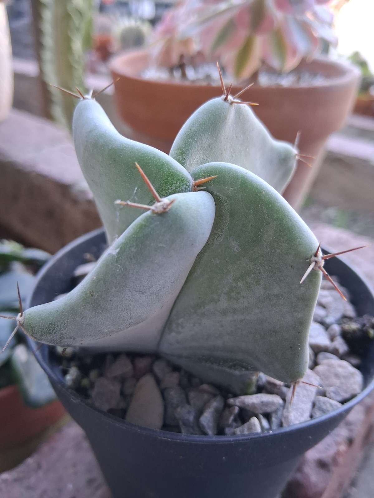 Stenocereus Pruinosis SPIRAL Gray Ghost Cactus Ships In A 4″ Pot!