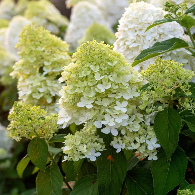 3 Limelight Hydrangea Starter Plug Hydrangea paniculata ‘Limelight’