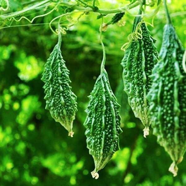 Organic Green Skin Long Bitter Gourd Seeds, Khổ Qua Mỡ Trái Dài, 2024 Season
