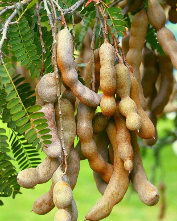 Tamarind Plant – 3-5″Tall – 4″Pot – Tropical Fruit Tree for Gardens – Zones 9–11