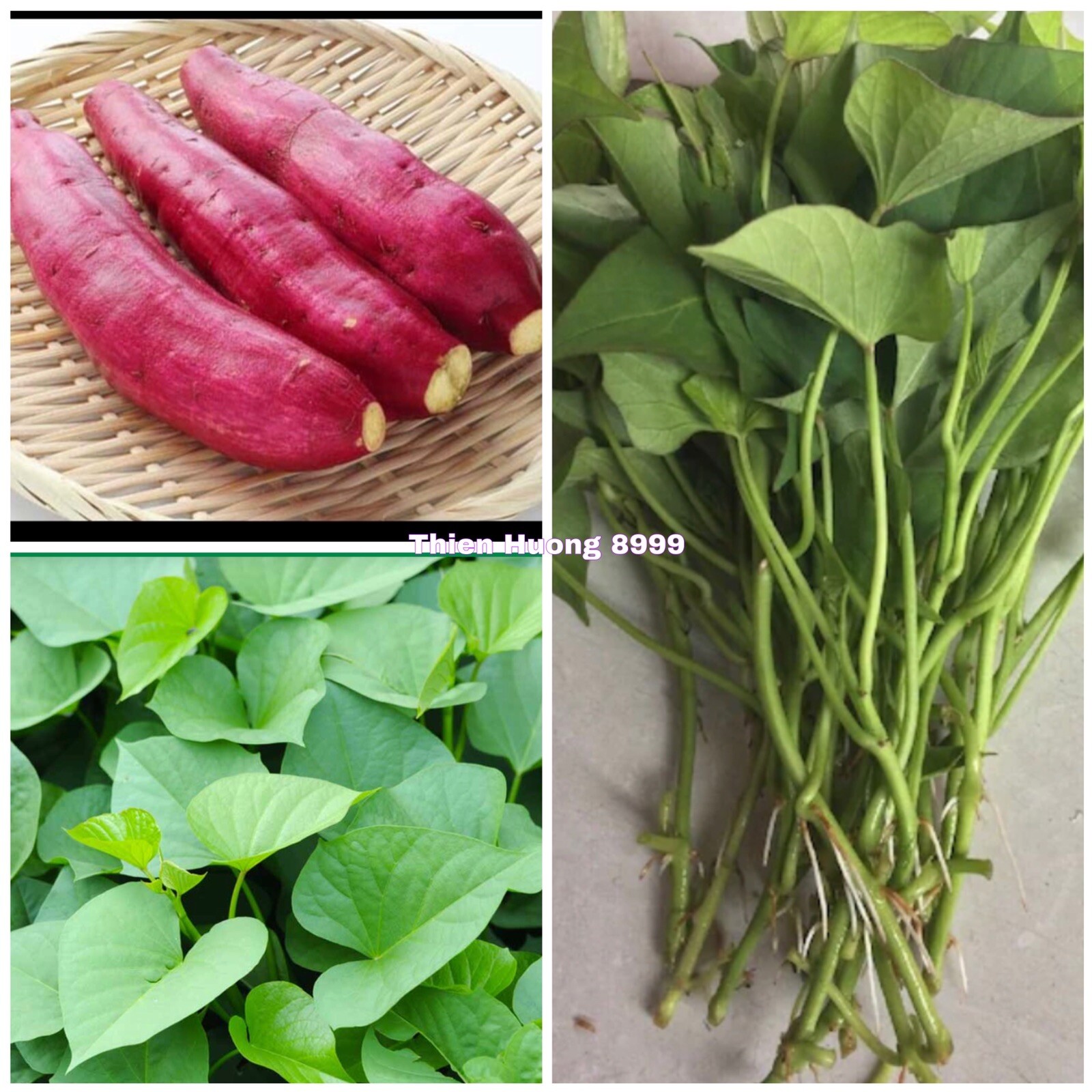 10 Red Japanese Sweet Potato Slips – Cuttings – organically grown