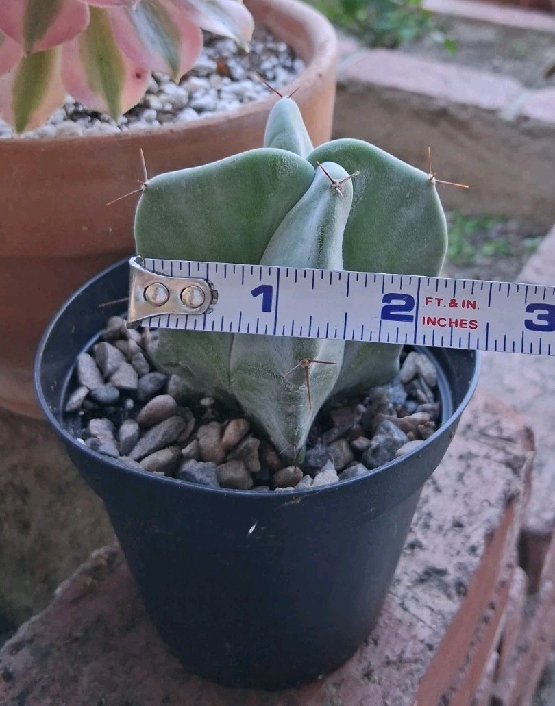 Stenocereus Pruinosis SPIRAL Gray Ghost Cactus Ships In A 4″ Pot!