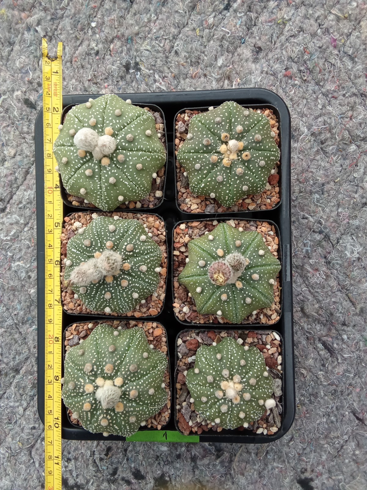Astrophytum asterias Yamamoto star shape big size 2.75in pot US seller
