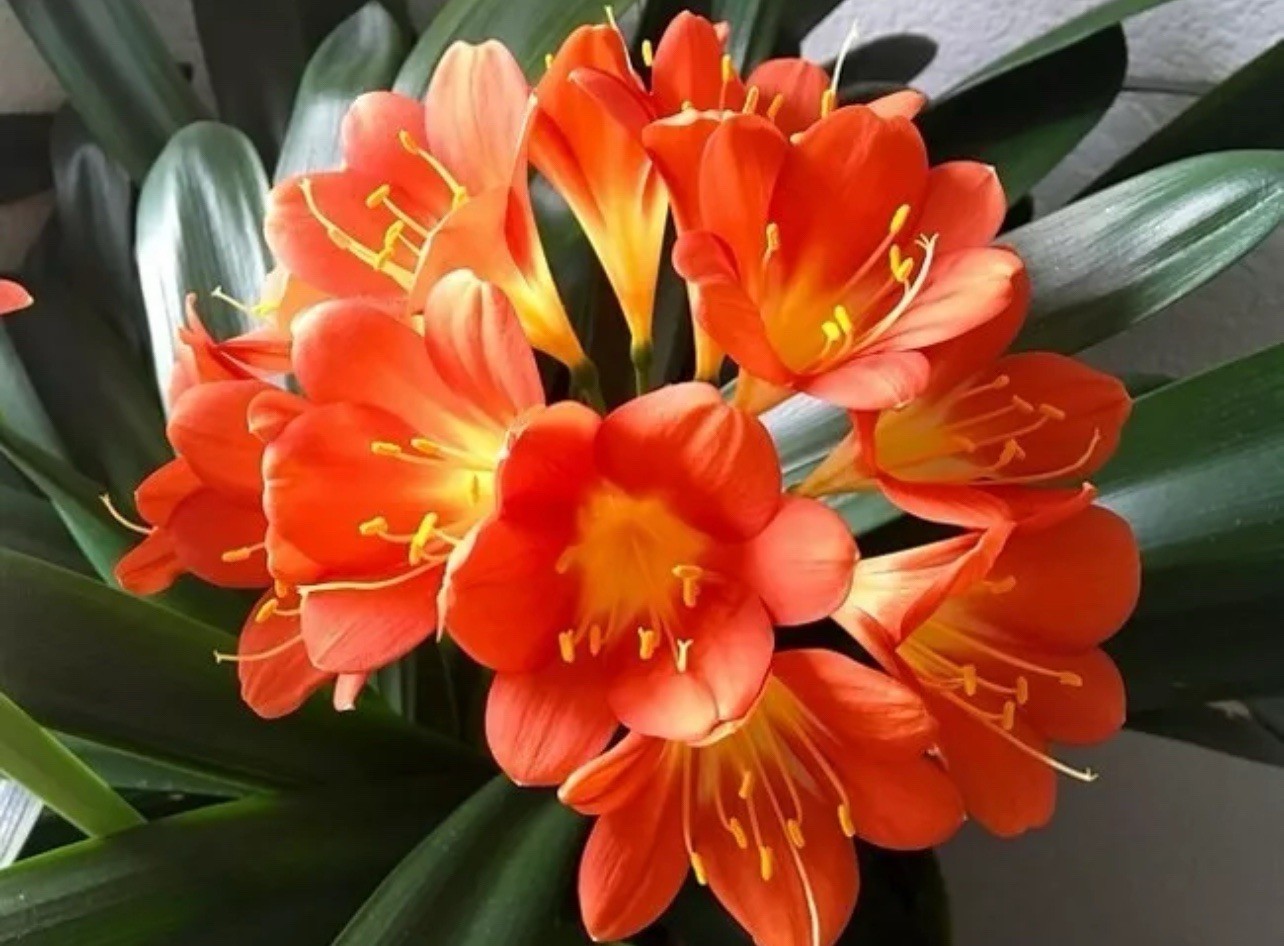 1 Clivia Miniata Bush Lily Bare Root 20 Leaf Orange Ready To Plant No Flower