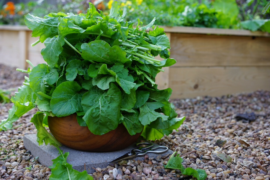 1,000+ Slow Bolt Roquette Arugula Seed Heirloom NON-GMO Always Fresh Seeds
