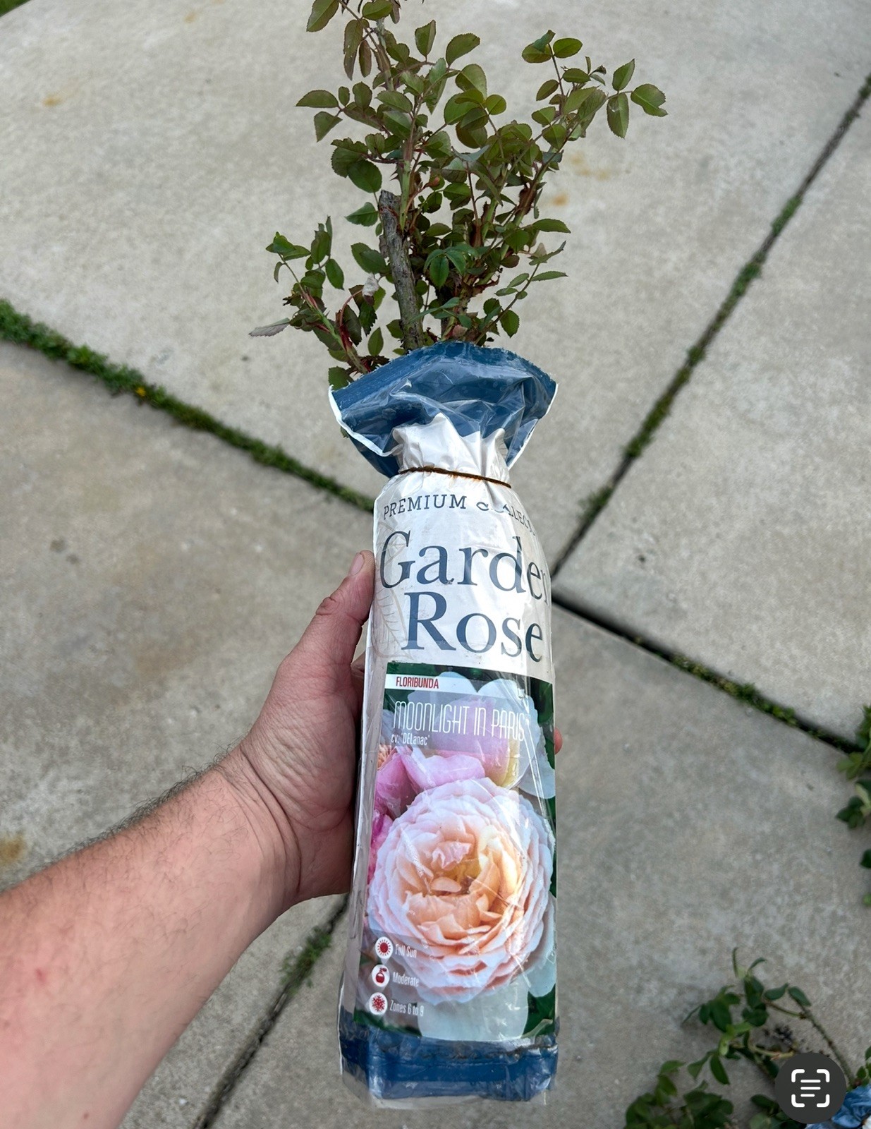 Moonlight in Paris Rose Bush.. Live Starter Plant