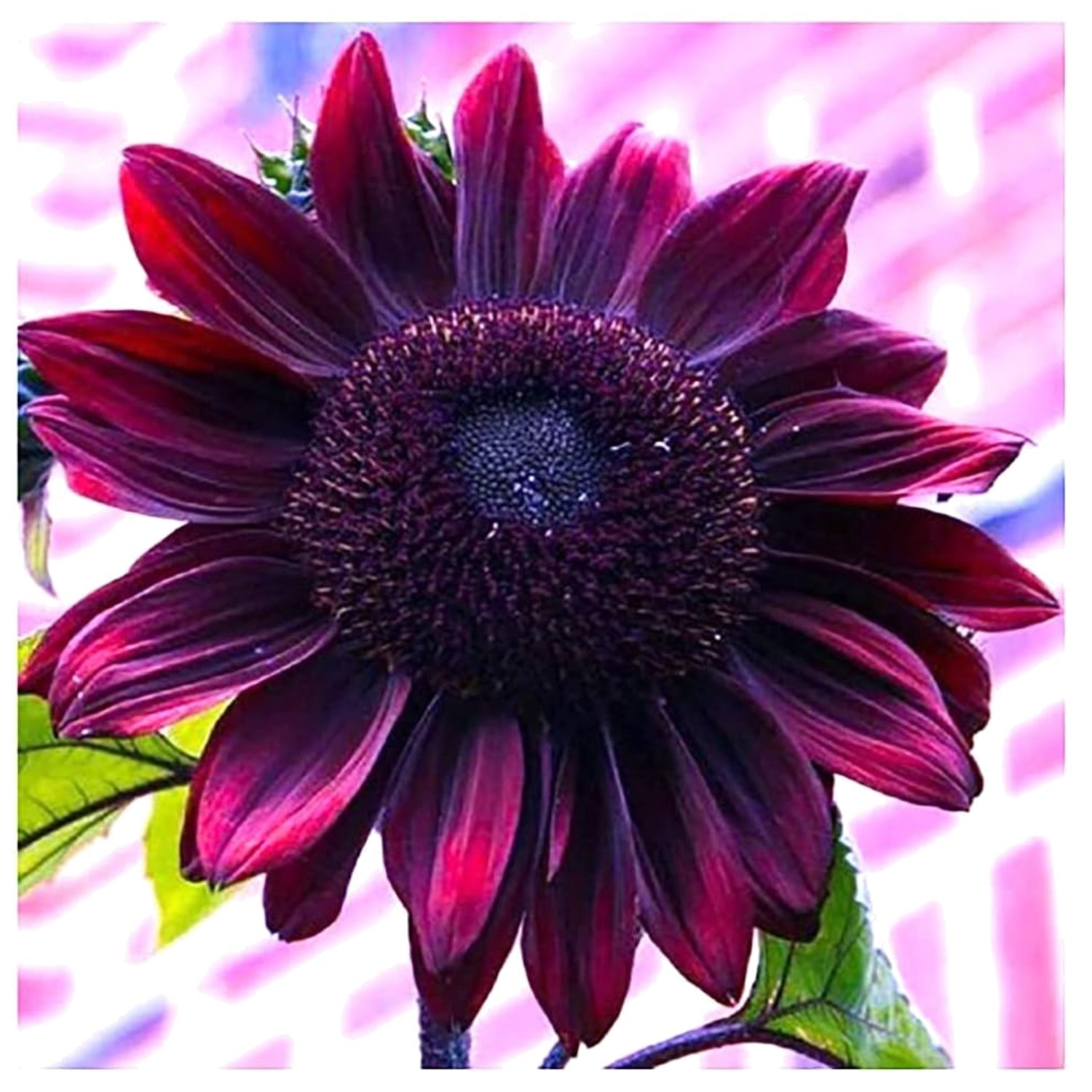 Cherry Chocolate Sunflower Seeds 200 Pack Non-GMO Heirloom for Garden Planting