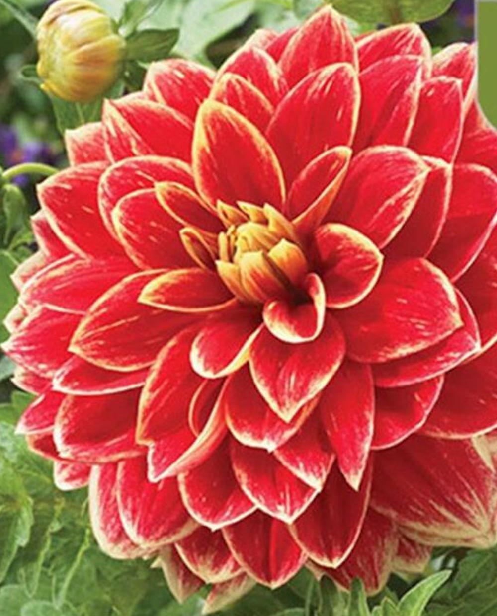 20 EXOTIC RARE DAHLIA SEEDS blossom bloom garden flower bed plant diy 18-#1-6