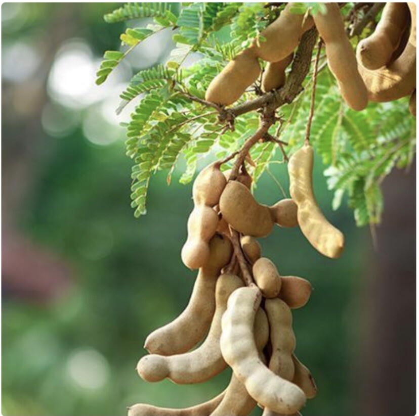 Thai Sweet Tamarind ( 10seeds) + 5 Seeds Free. Fresh Seeds Summer 2022
