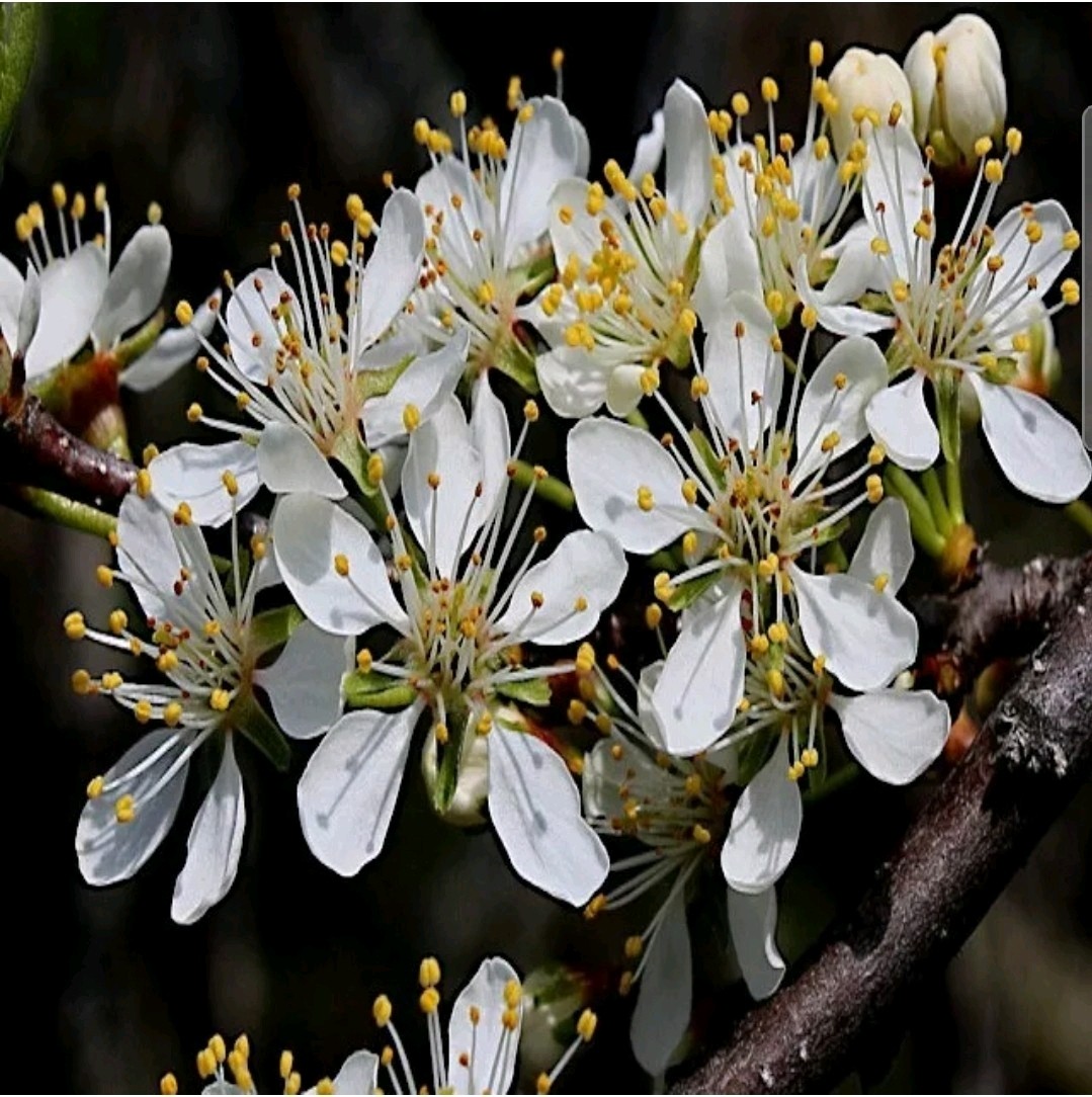100 AMERICAN PLUM TREE SEEDS (Prunus americana) Fast Flower Plant high quality