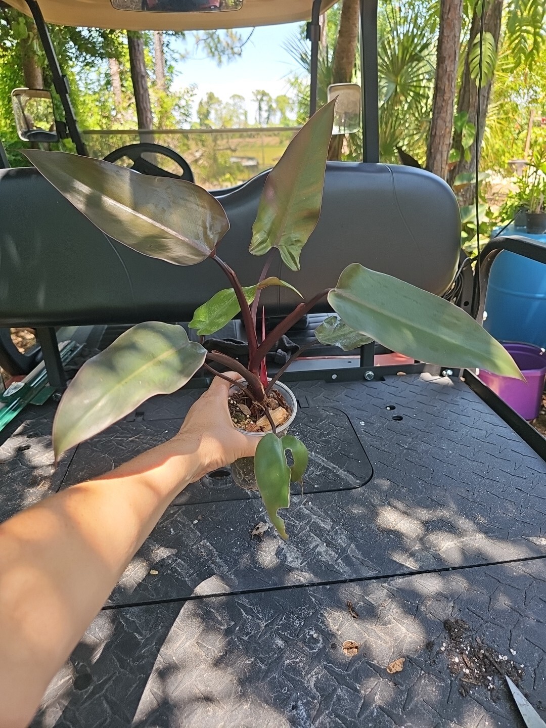 Large Philodendron Majesty, Exact Plant 3,5 ” Pot