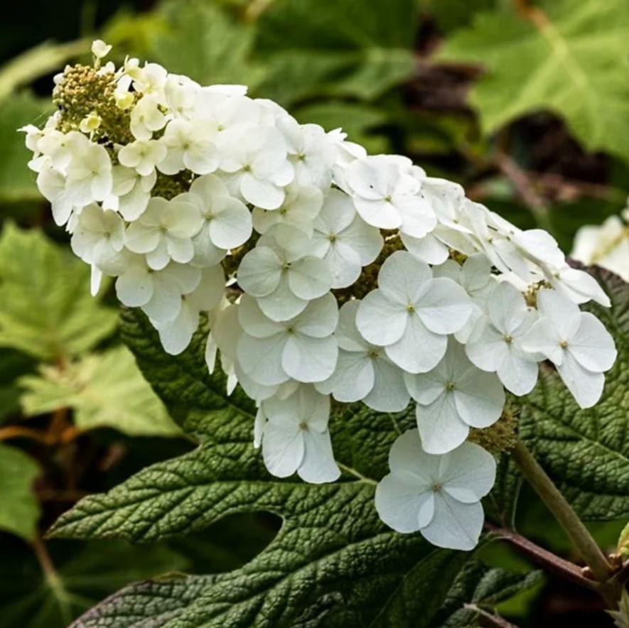 Oakleaf Hydrangea Live Plant – 5-8″ Tall – 4″ Pot – White Flowers – Zones 5-9
