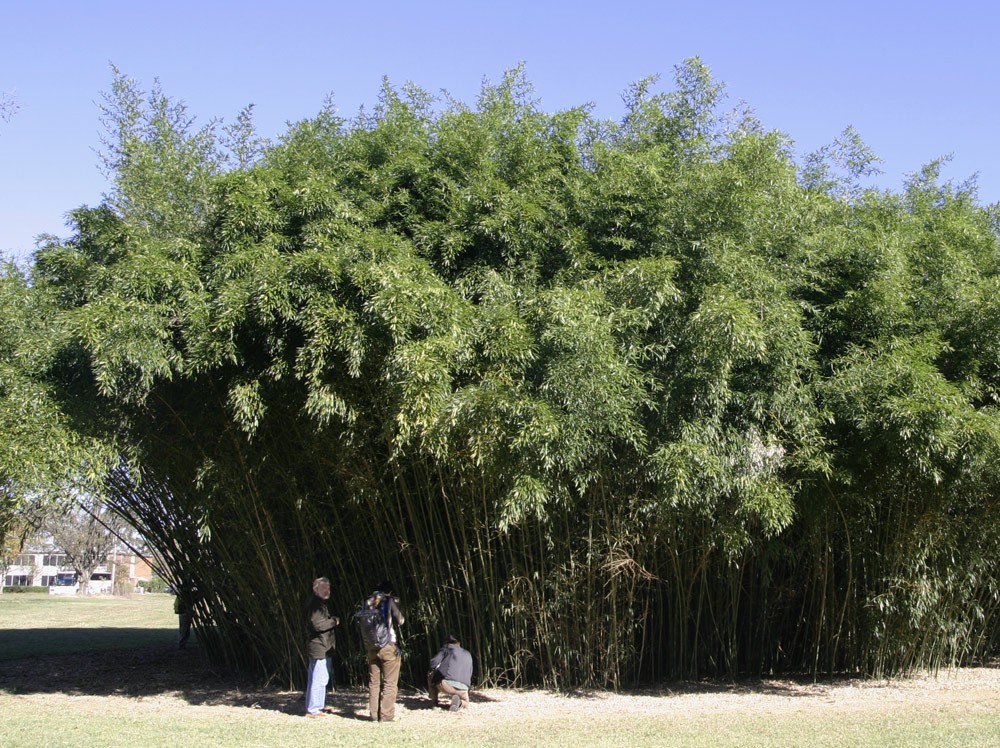 Phyllostachys bissetii Bissett’s Bamboo Cold Hardy Zone 5 Bamboo Rhizomes 3 Ct.