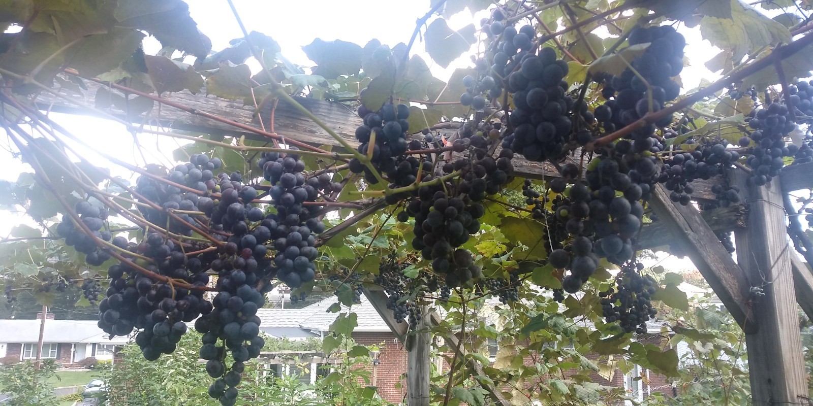 Concord Grape Vine Cuttings (unrooted) Bundle Of 10 – Seeded