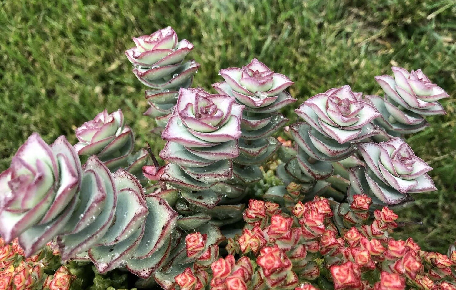 Crassula Perforata ‘String of Buttons’, 2 cuttings 3 – 4″ in length