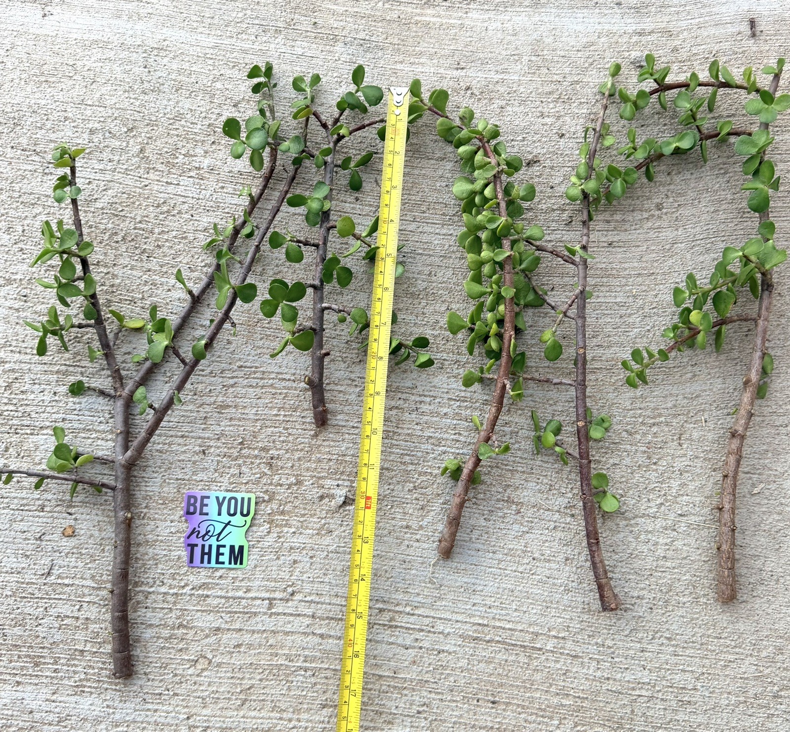 5 pack Portulacaria Afra Exact Cuttings Easy to Root 10”-17” all sizes spekboom