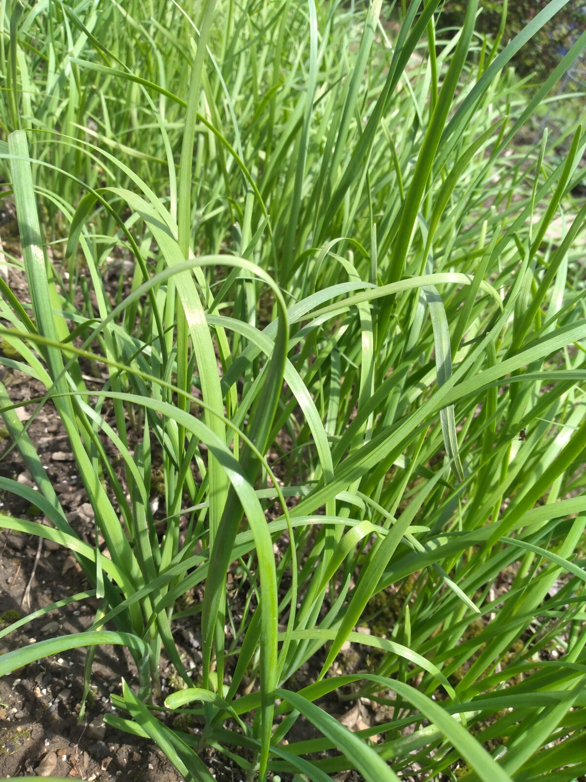 ON SALE 150+ Garlic Chive, Chinese Leek SEEDS, 韭菜种子
