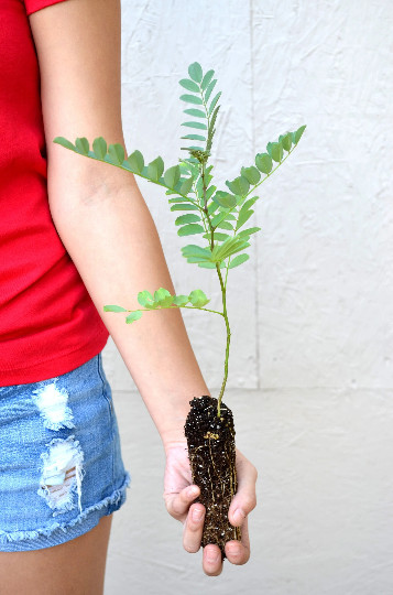 TreesAgain Black Locust Tree – Robinia pseudoacacia – 3 to 7+ inches