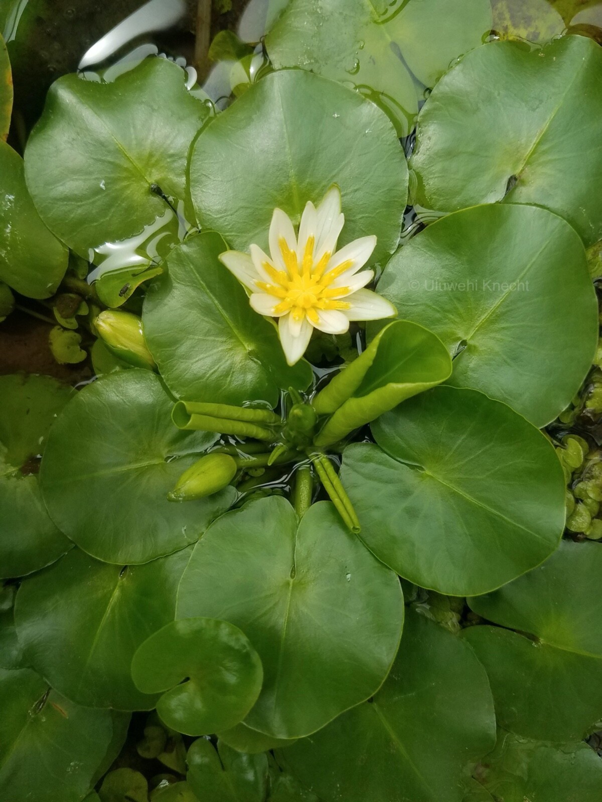 Nymphaea thermarum WORLD’S SMALLEST WATERLILY tropical EXTREMELY RARE miniature
