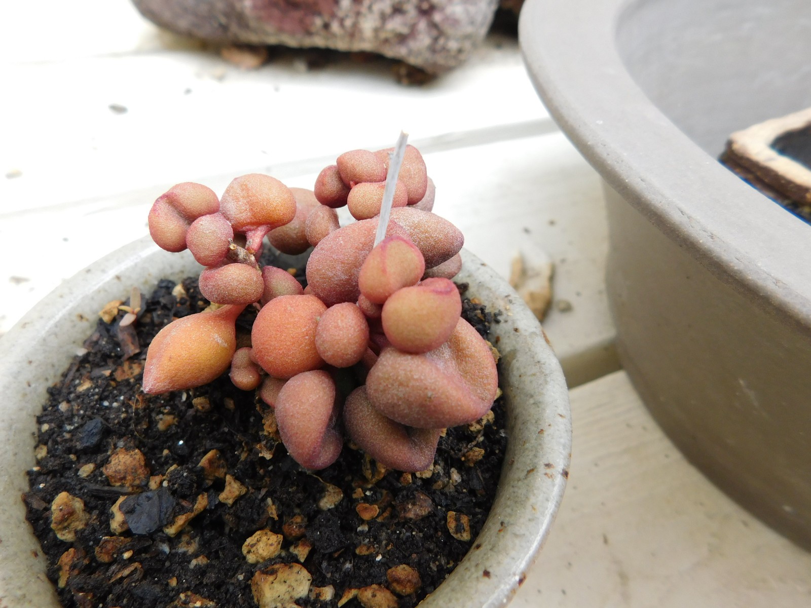 ADROMISCHUS ALVEOLATUS ADULT CLUSTERS