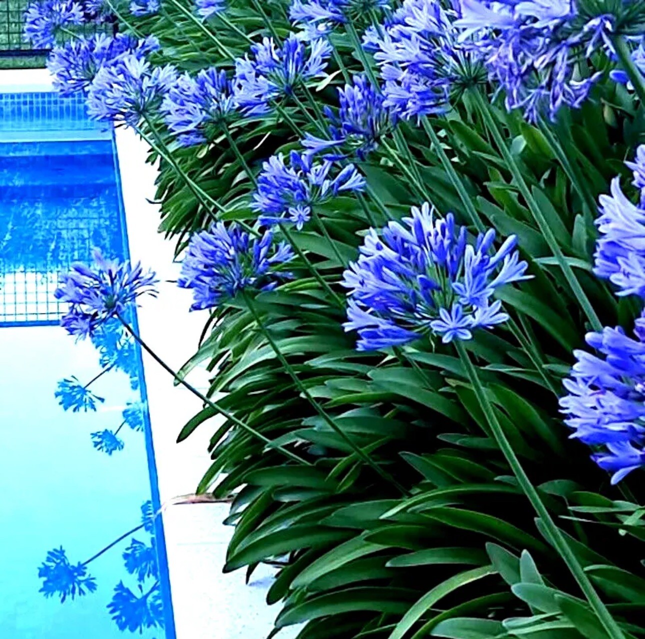 (30+) Hardy Agapanthus/Lily of the Nile Seeds-RARE & EXOTIC! Free USPS Shipping