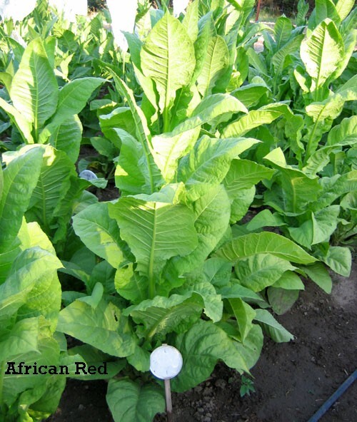 1000 African Red Tobacco Seeds ~ Bright Leaf Nicotiana Tabacum ~ High Nic!