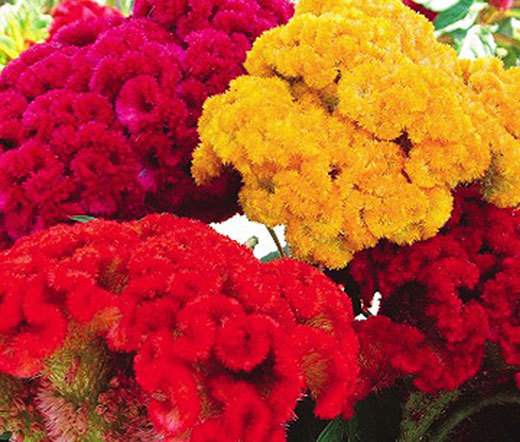 COCKSCOMB MIXED COLORS DWARF Celosia Cristata Nana Jessica – 20 Seeds