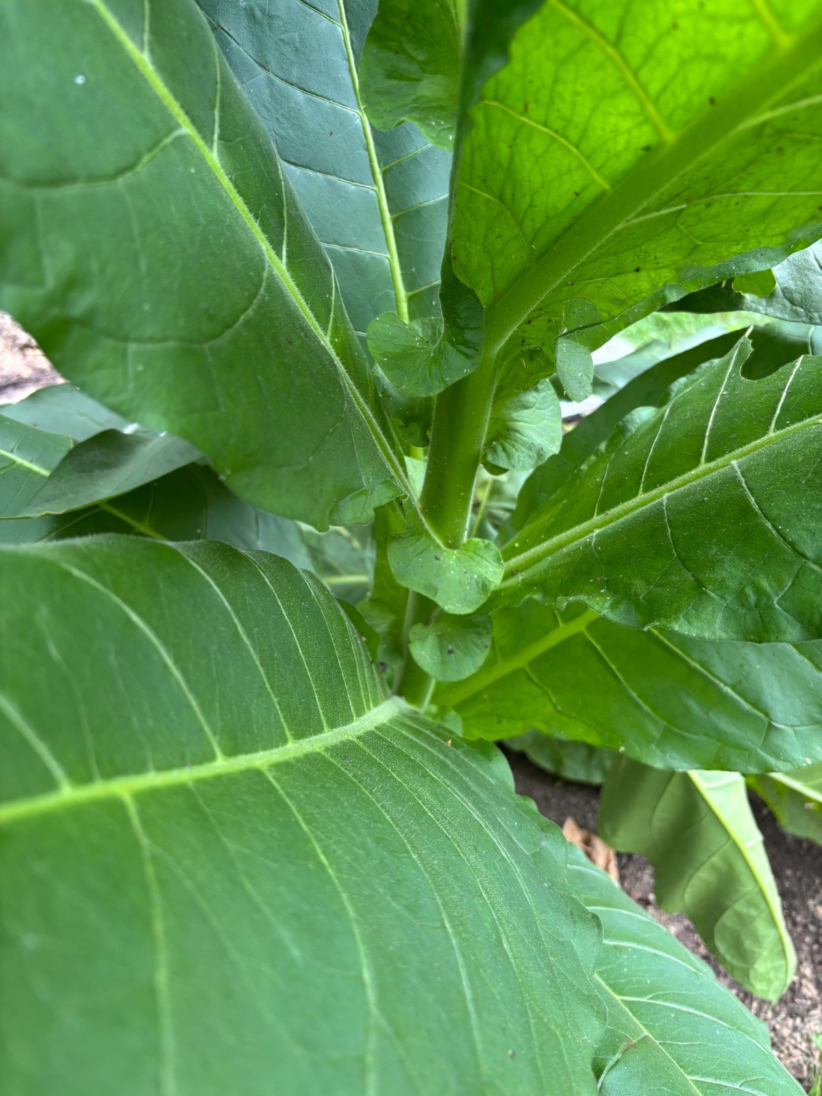 2,000 Tobacco Seeds – INDIANA GROWN! Organic, Heirloom, non-GMO