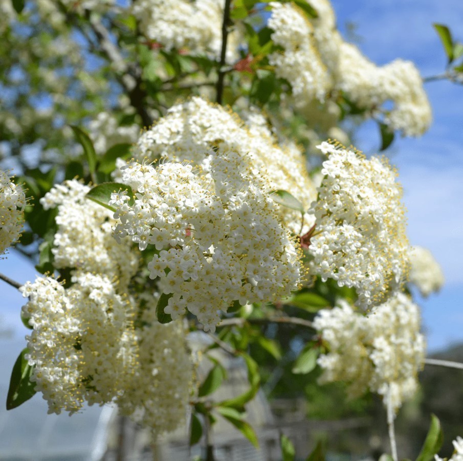 Blackhaw Virbunum Tree – 6-12″ Tall – 4″ Pot – White Cluster Flower – Zones 3-9