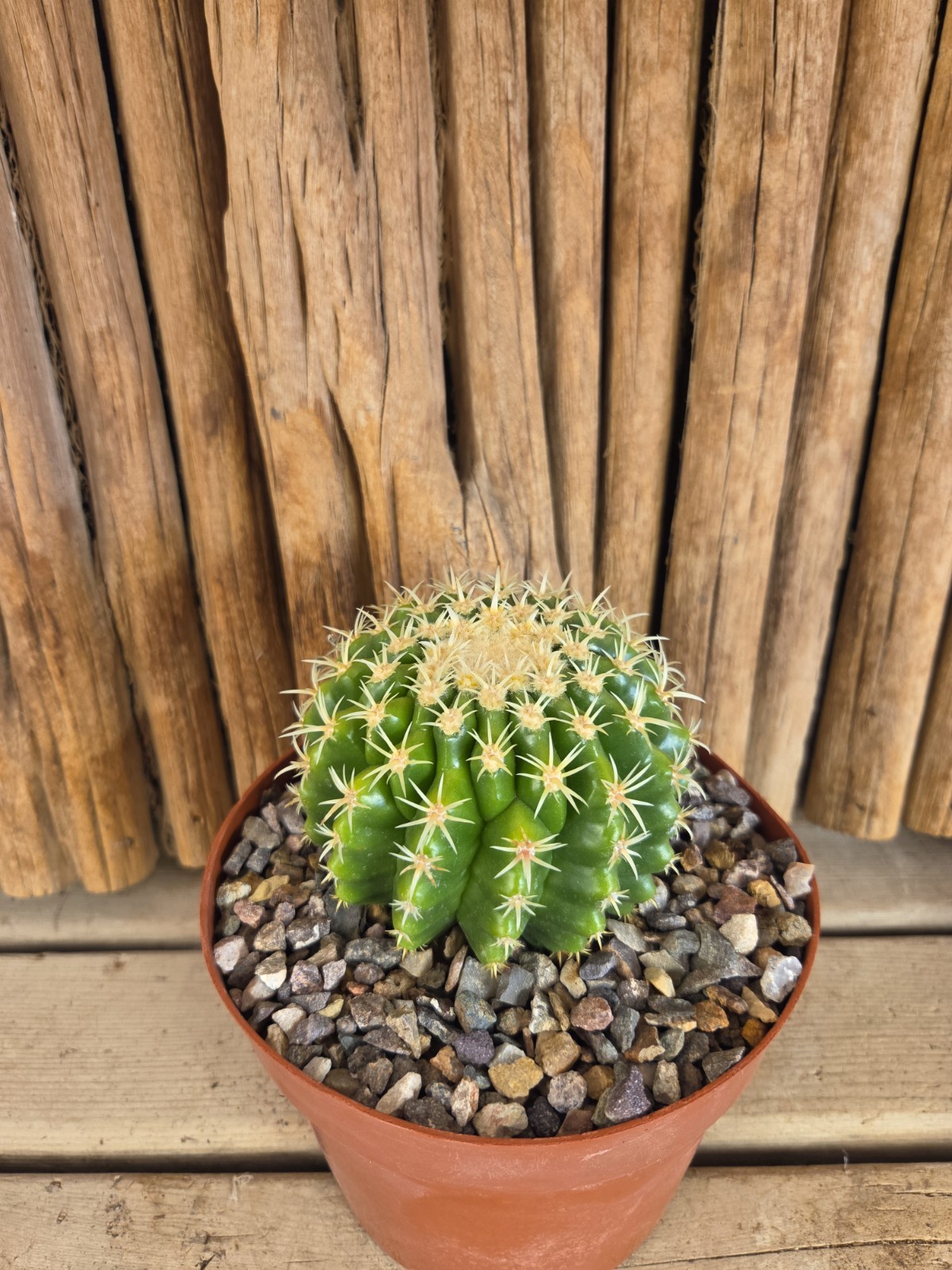Echinocactus grusonii var. brevispinus