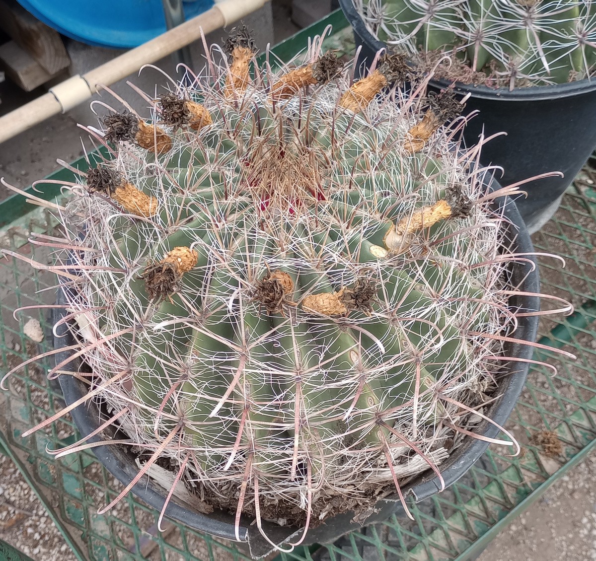 Ferocactus wislezenii Super Barrel Fish Hook Cactus 12 Inches Wide 101