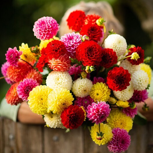 40 Dahlia Pompon Mix seeds