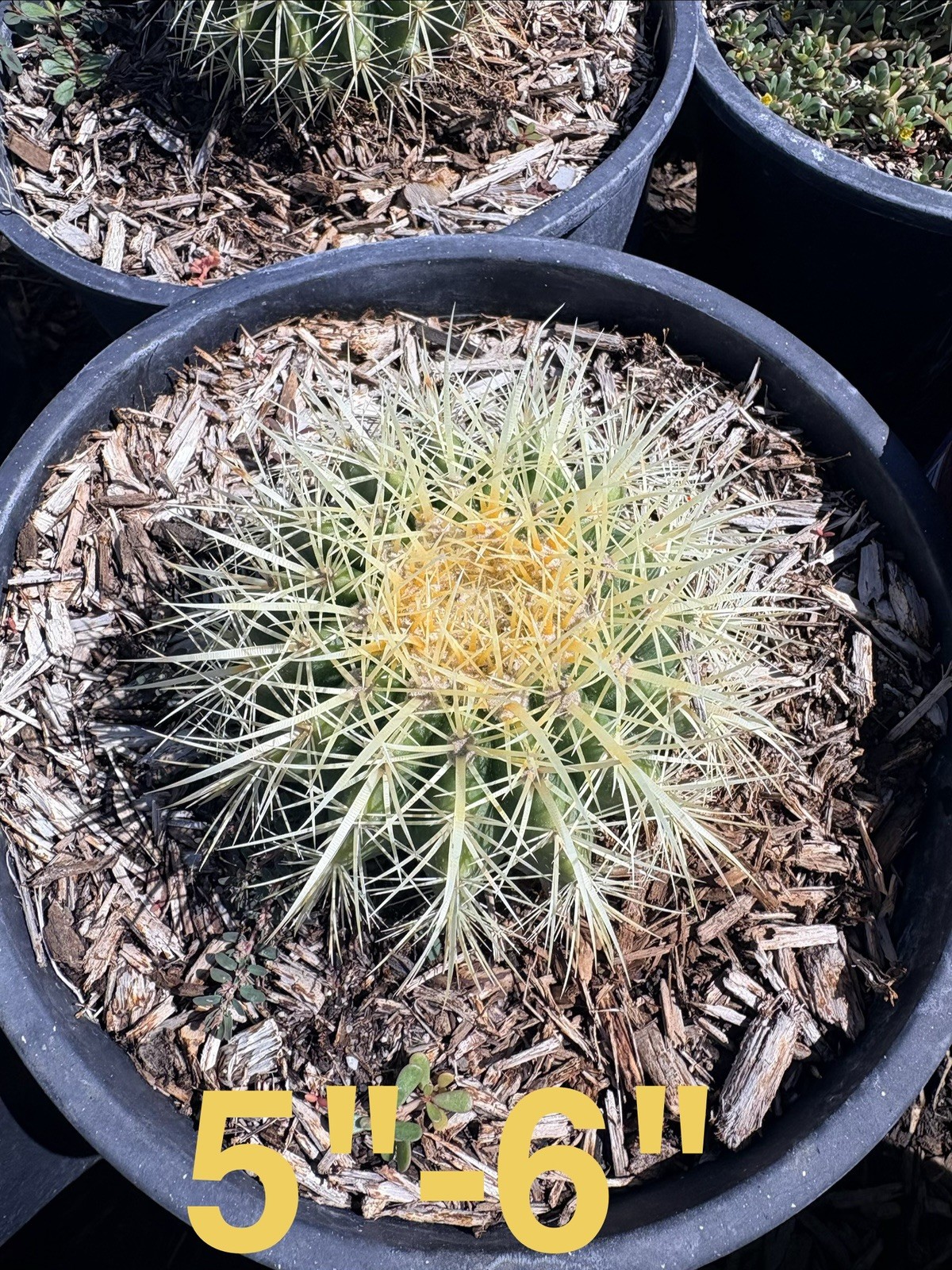 Golden Barrel Cactus Plant 5″-6″ Wide Echinocactus Grusonii
