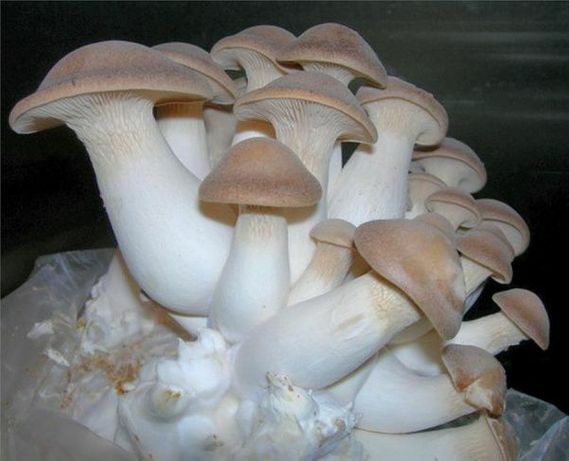 Seeds Oyster Mushroom Royal Mycelium Spawn Dried Spores Organic