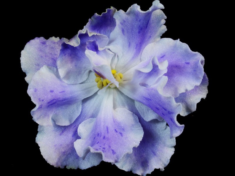 African Violet Plant LightSpeed / Light Speed Starter Plant Standard