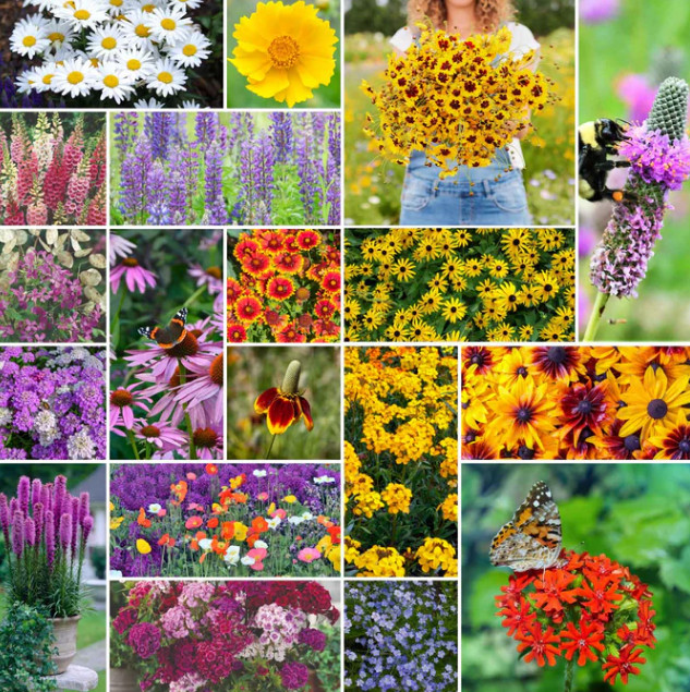 All Perennial Wildflower Mix: 1,000 Seeds