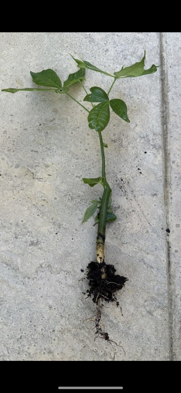 1 Pachira Aquatica Money Tree 15-18 Inches Or More. Not Same As Image