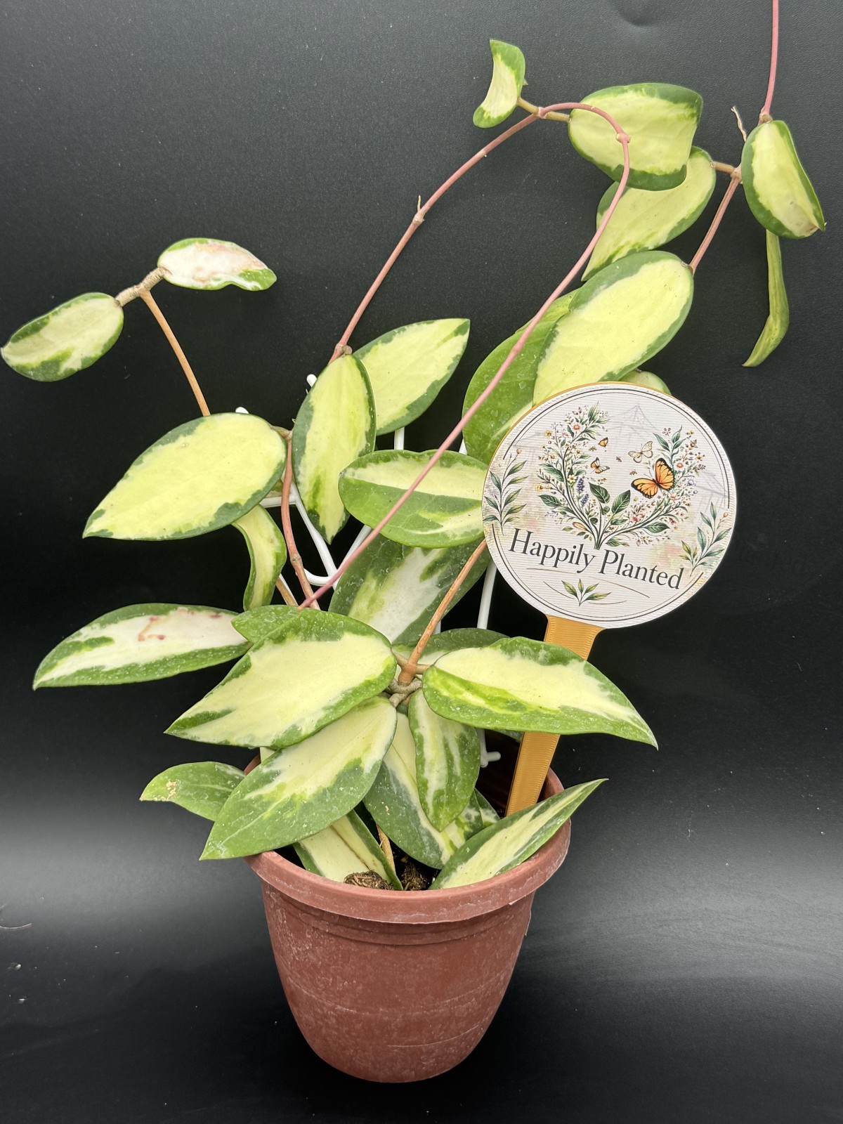 Hoya Acura Inner Variegated- 4″ Pot Live Plant – Free Shipping