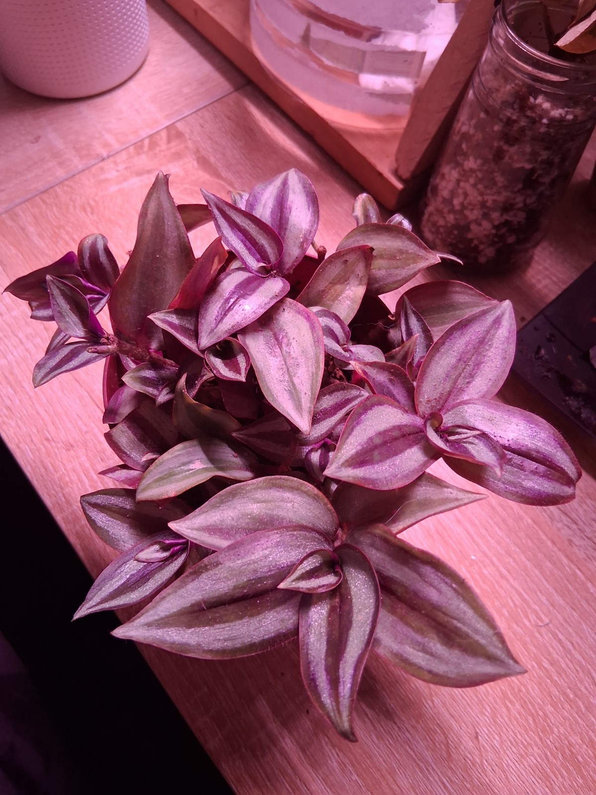 LIVE PLANT Wandering Jew Tradescantia Zebrina Rooted Cutting