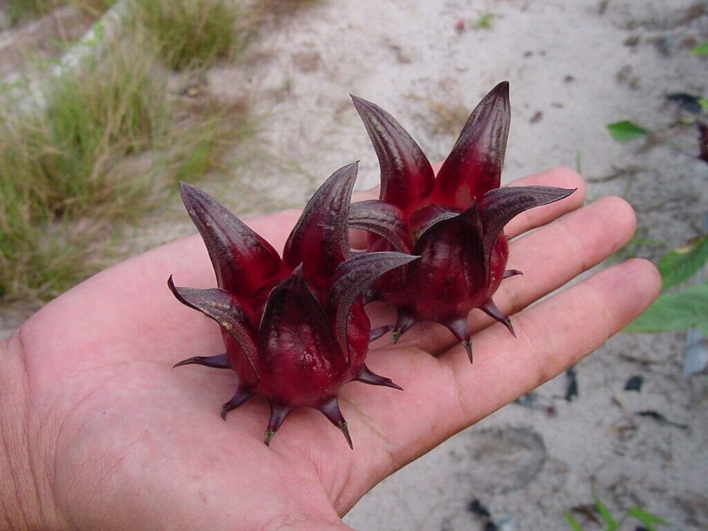 Roselle Seeds Asian Sour Leaf Hibiscus sabdariffa, Tracking Included, Gardening.