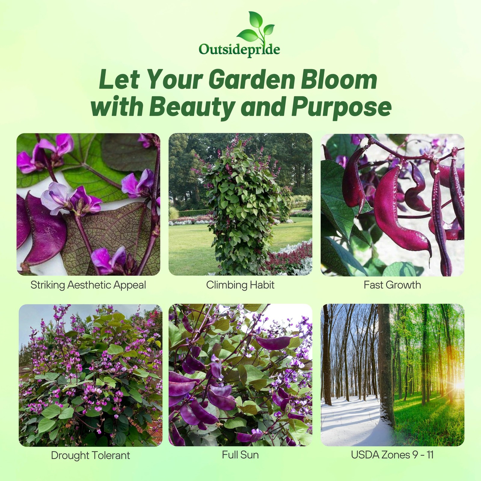Red Lablab Hyacinth Bean Vine Seeds – 100 Pcs Perennial, Fast Growing Vegetab…