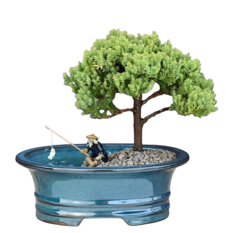 Upright Juniper Bonsai Tree Land/Water Pot 7″ H Juniper Procumbens Nana Outdoor