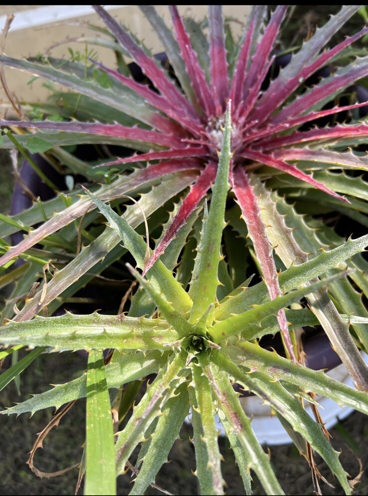 full-sun lover! Pup Sale Exotic Bromeliad pup Red & White Center Flower,
