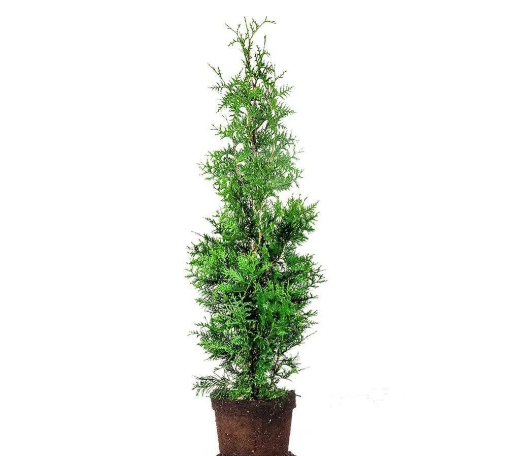 Green Giant Arborvitae ( Thuja plicata ) – 4-5 Feet Tall