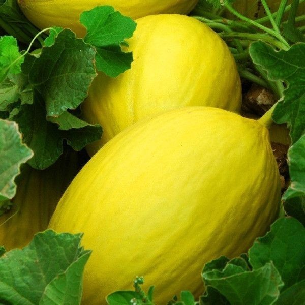 Yellow Canary Sweet Melon Seeds (25) / HONDURAN HEIRLOOM/ JUICY / RARE