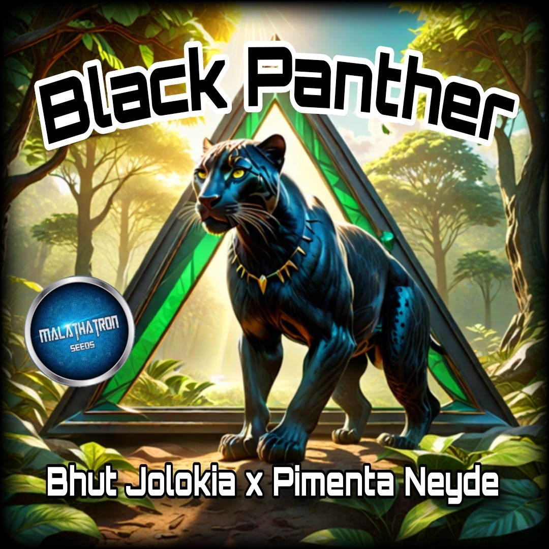 Black Panther Pepper (12 Seeds) Very Hot! Free Shipping