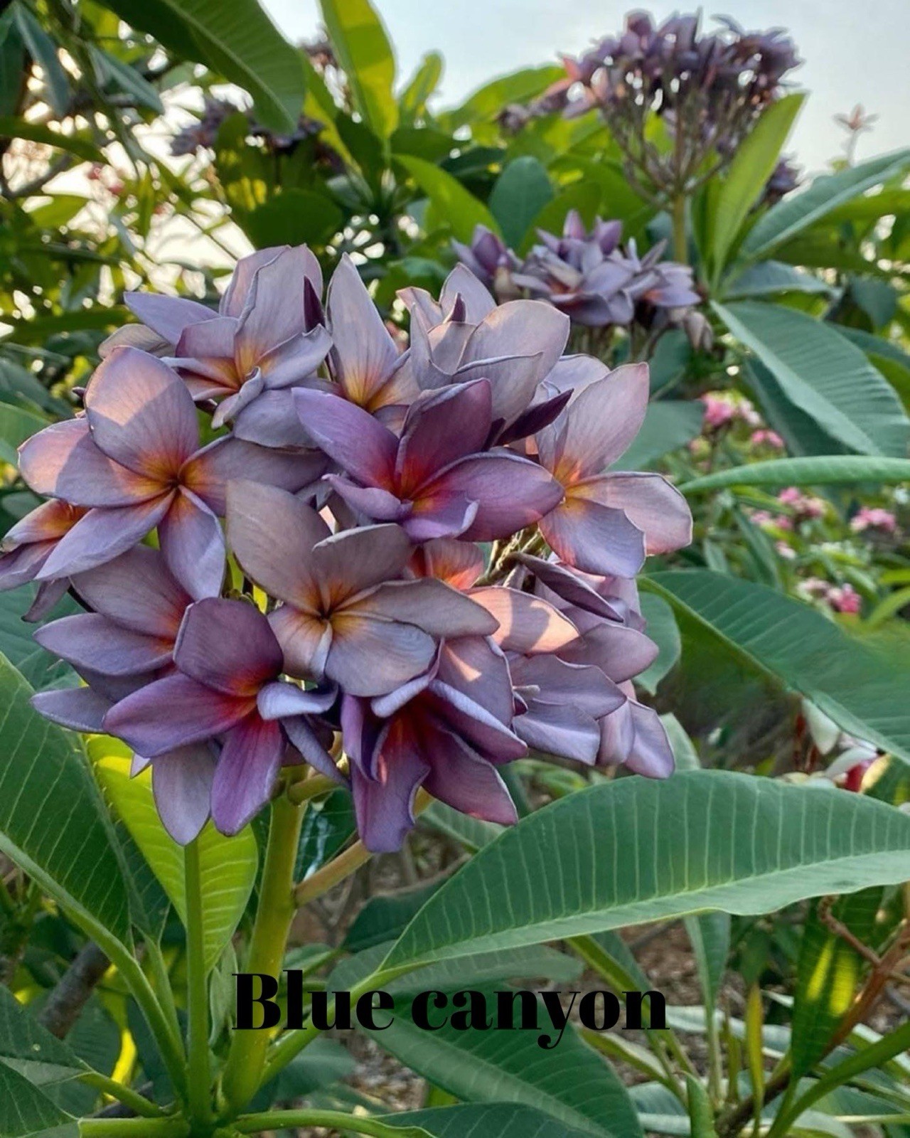 Blue Canyon Plumeria GRAFTED WITH ROOTS EXOTIC RARE AND SMELLL SWEET!!