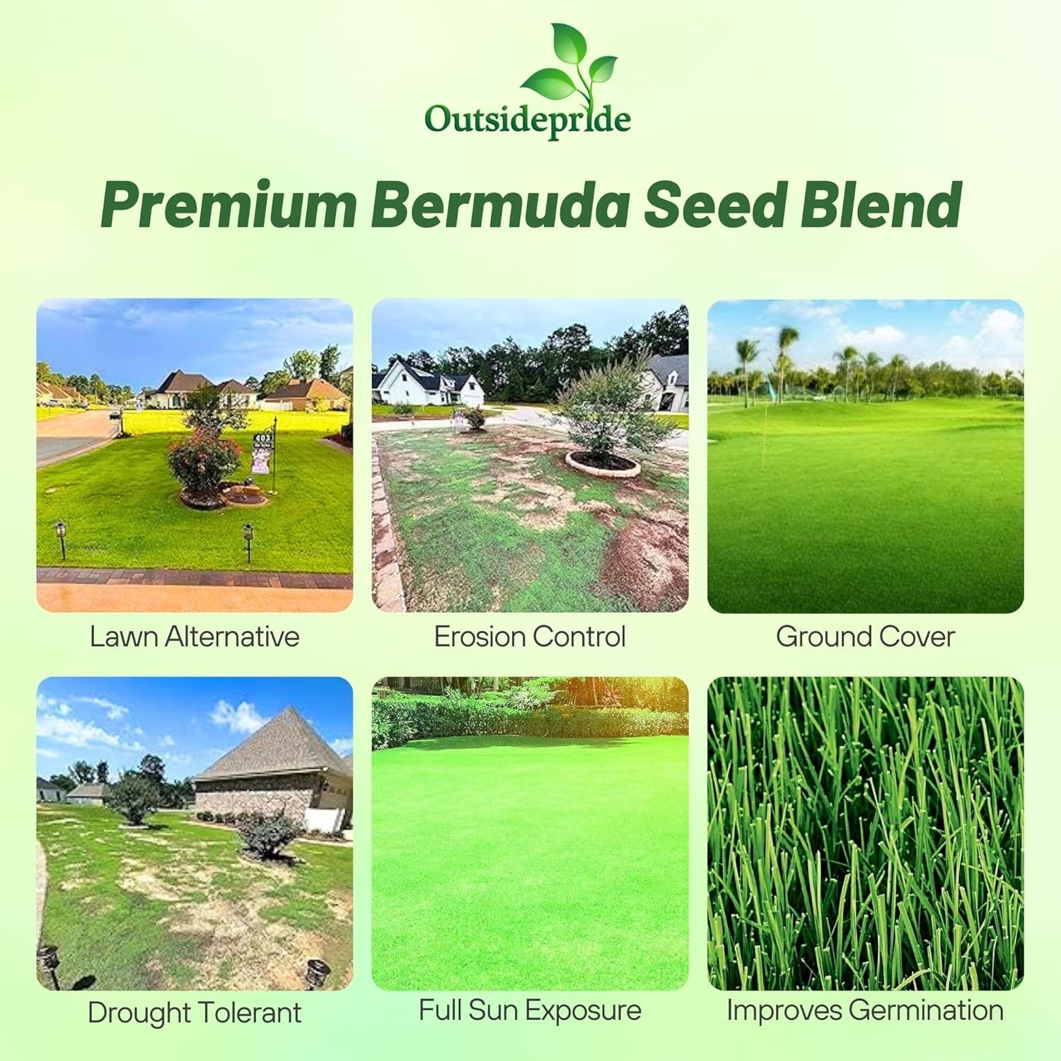 5 lbs Oasis Bermuda Grass Seed – Ideal for High Traffic & Sunny Areas